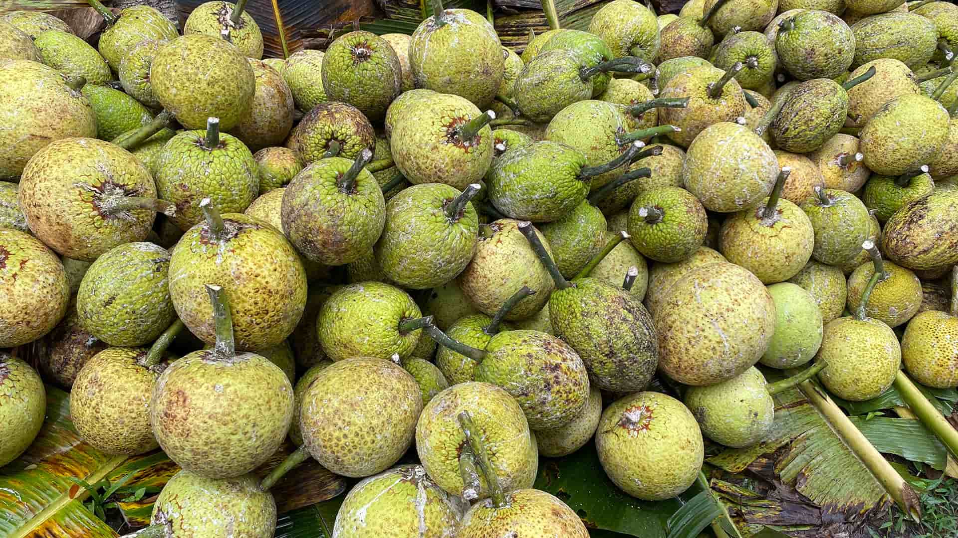 breadfruit